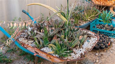 Image result for Plants in Wheelbarrow