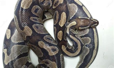 Image result for Nails Ball Python