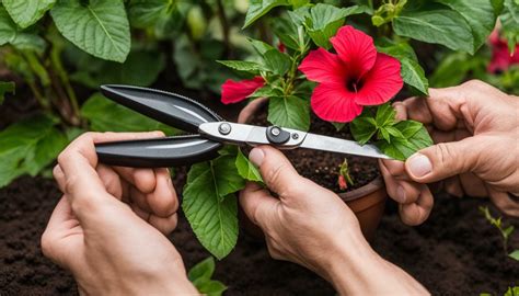 Toradh íomhá ar How to Care for Hibiscus