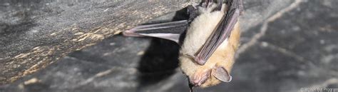 Image result for Wisconsin Bat Program