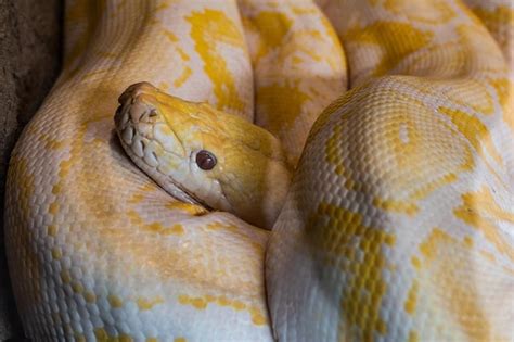 Image result for Python Head Turnaround