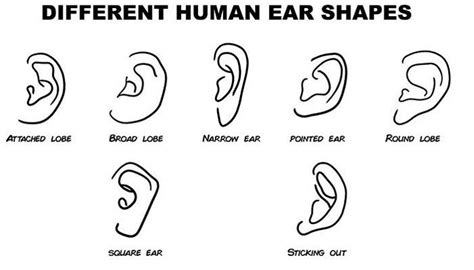 Different Ear Shapes Human に対する画像結果