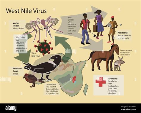 Toradh íomhá ar West Nile Virus Icon