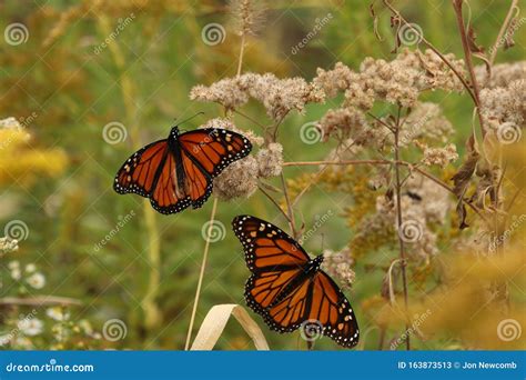 Image result for Perched Butterfly