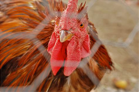 Bildergebnis für Hugo Parrot