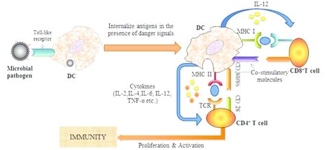 Dendritic Cell Maturation に対する画像結果