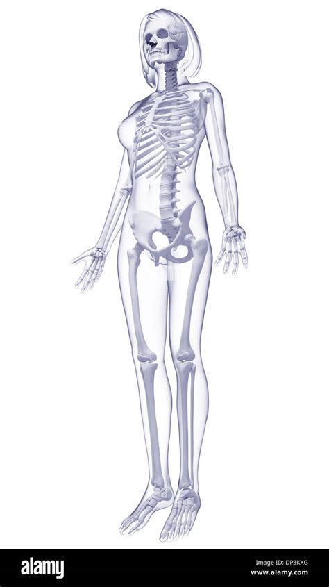 Image result for Female Skeleton for Drawing
