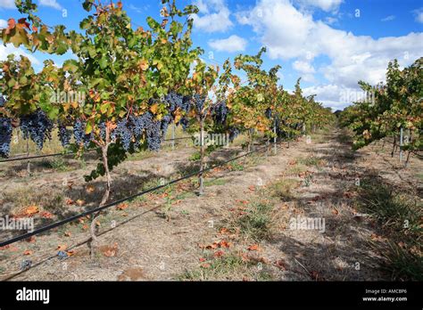 Image result for Edge Impulse Vineyard Irrigation