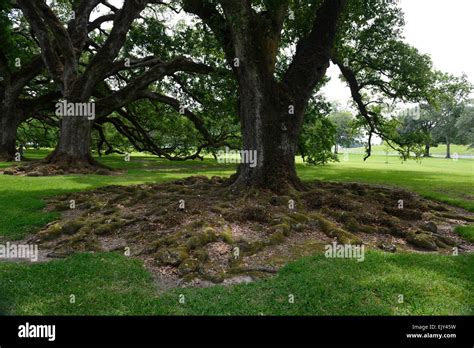 Image result for Water Oak Tree Root System