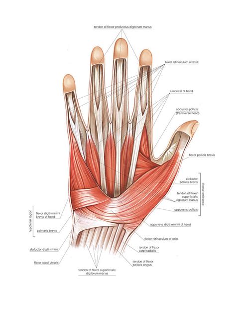 Image result for Hand Muscle Model