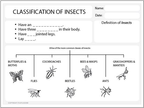 Image result for Classifying Insects Work Sheet