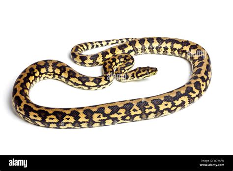 Image result for Queensland Python