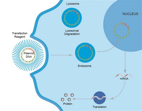 Résultat d’images pour Polyfast Transfection Reagent