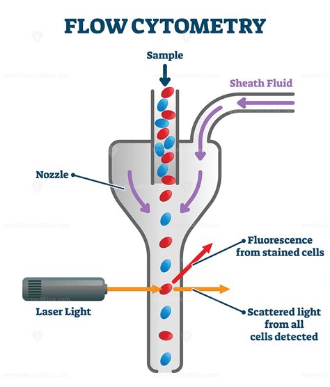 Image result for Flow Cytometry Cell Counting