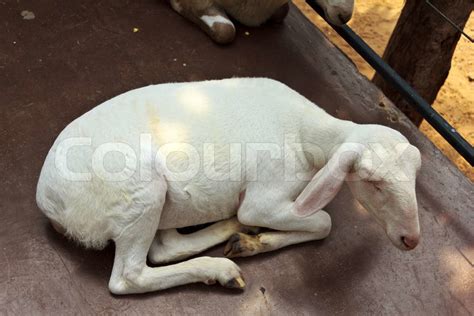 Close up goat sleeping in farm | Stock image | Colourbox