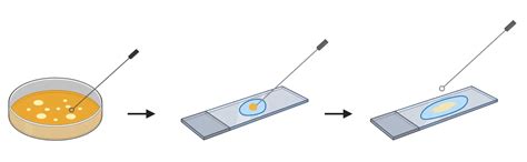 Bacteria Microscope Slides に対する画像結果