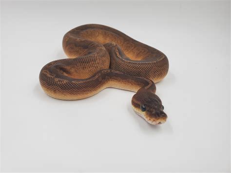 Image result for Sunset Looking Ball Python