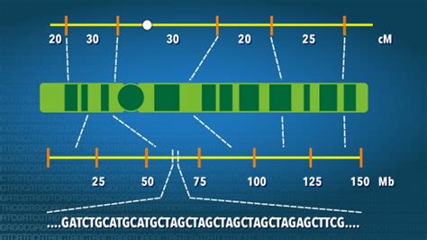 Image result for Genetic Maps