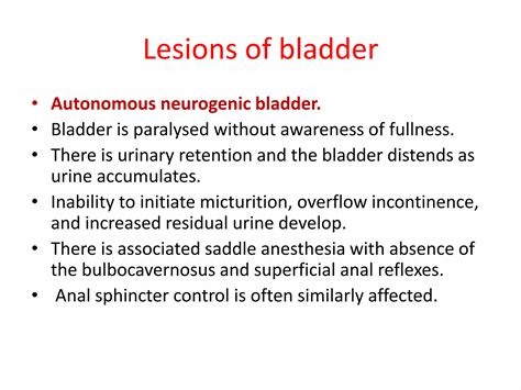 Image result for Bladder Control Innervation