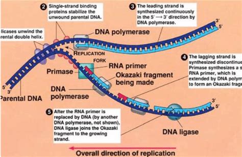 Image result for What Are the Steps of DNA Replication