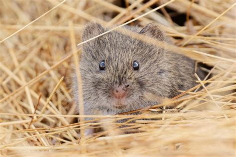 Pest Control に対する画像結果