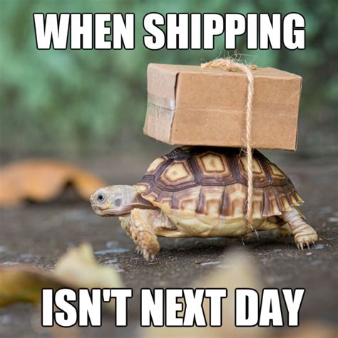 Image result for Turtle Meme