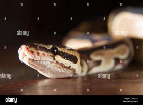 Image result for Ball Python Snake Patrn