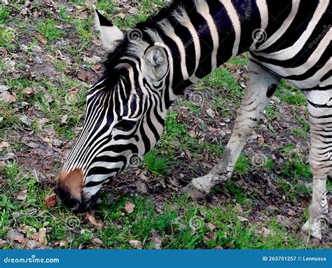 Image result for zebra eating grass