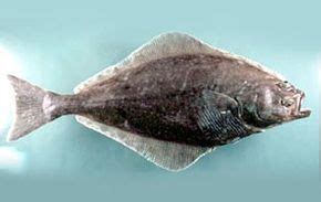 Image result for Fish in Danger of Extinction