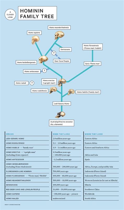 Current Human Evolution Tree に対する画像結果