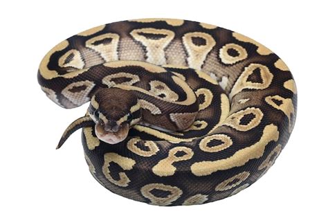 Ball Python White Coiled に対する画像結果
