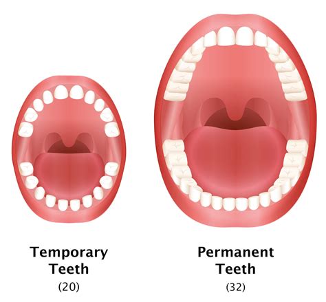 Image result for Permanent Tooth