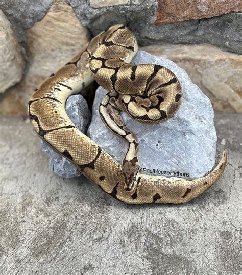 Image result for Fire Spider Ball Python