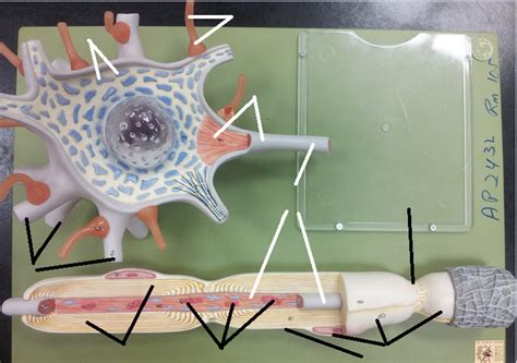 Image result for Biological Neuron Model. Image