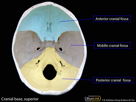 Image result for Cranial Nerve On the Brain in the Lab