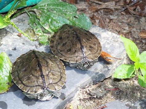 Toradh íomhá ar Mississippi Map Turtle Shell Rot