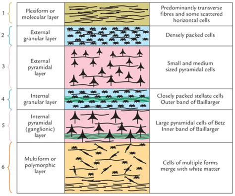 Afbeeldingsresultaten voor Mouse Visual Cortex Saggittal