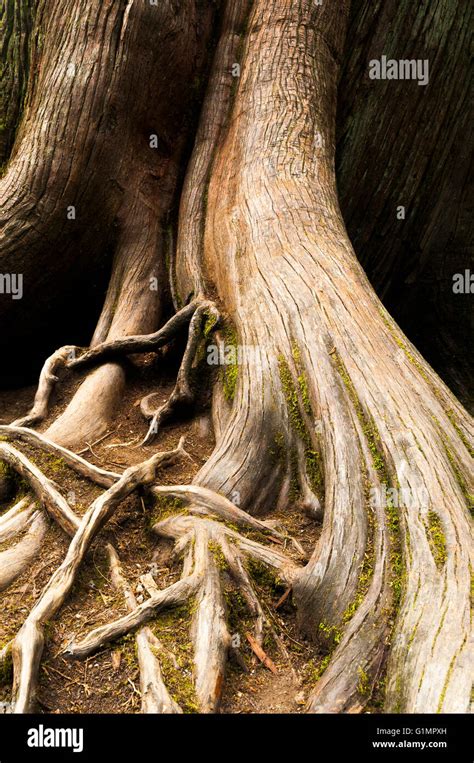 Image result for Cedar Tree Root System