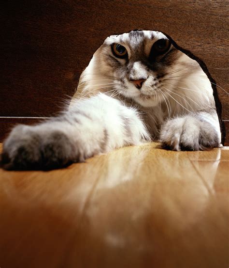 Image result for Kat Roblox Admin Knife Script