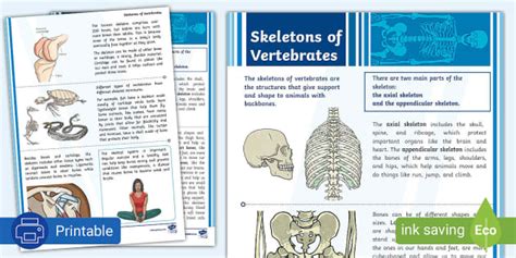 Image result for Binocs Skeletal System Grade 5