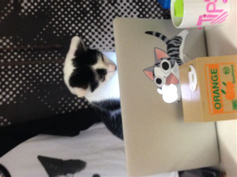 Cat Catching String Meme に対する画像結果