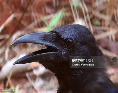 Image result for Jungle Crow