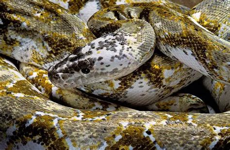 Image result for Reitculated Python