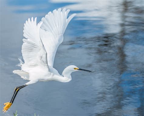 Bird Dog Keiser に対する画像結果