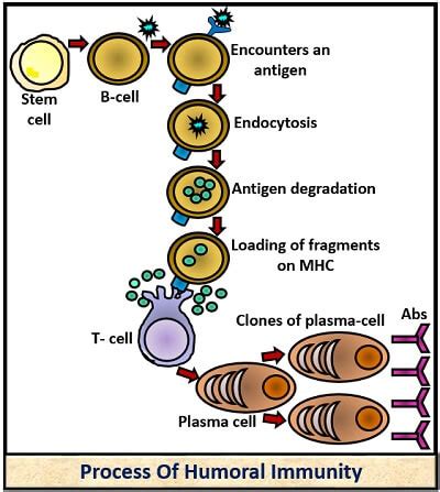 Image result for Humoral Cellular Immunity