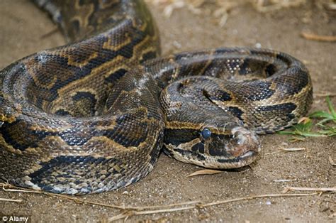 Image result for Python Suffocating
