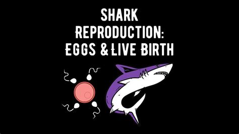 Image result for Shark Different Reproduction