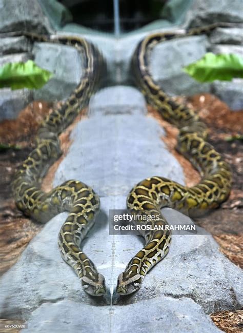 Image result for Reticulated Python Zoo Exhibit