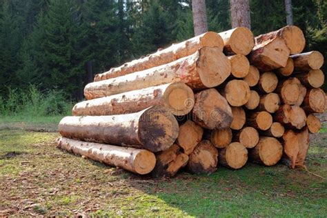 Toradh íomhá ar Large Tree Log