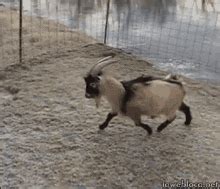 Image result for Goats Falling Off Mountain